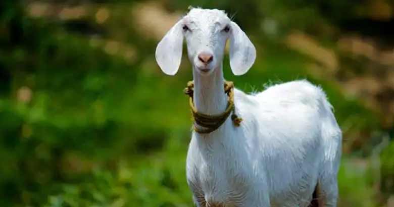 adimali , goat | bignewslive