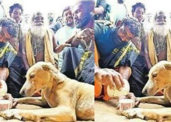 അയ്യപ്പന്മാര്‍ക്ക് വഴികാട്ടിയായി ‘ഭൈരവന്‍’: ബംഗളൂരു മുതല്‍ സന്നിധാനം വരെ, 780 കിലോമീറ്റര്‍ ദൂരം നടന്ന് നായ