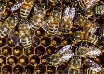 Wild bee attack | Bignewslive