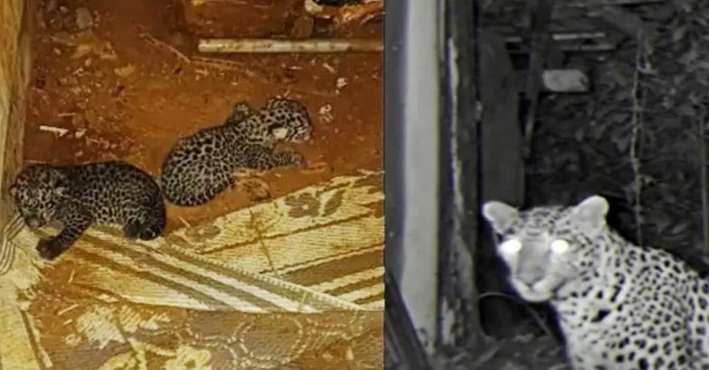 Leopard cubs | Bignewslive