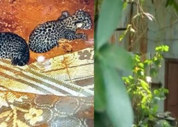 Leopard cubs | Bignewslive