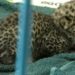 Leopard cub | Bignewslive