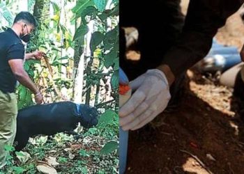 Bomb blast | Bignewslive