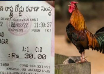 പൂവൻകോഴിയുമായി ബസിൽ കയറി; 30 രൂപ ടിക്കറ്റ് മുറിച്ച് കണ്ടക്ടർ