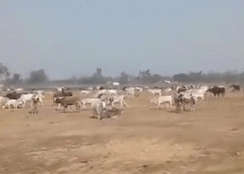 Cattle | Bignewslive