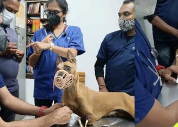 അന്ന് മാംസം അഴുകി എല്ലുകള് പുറത്തുവന്ന നിലയില്, ഇന്ന് താര സ്മാര്ട്ടാണ്: തെരുവുനായയ്ക്ക് ജീവിതം തിരിച്ചുനല്കി, നന്മ