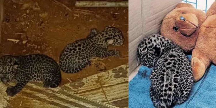 ഭക്ഷണം അസ്വസ്ഥതയുണ്ടാക്കി; വനംവകുപ്പ് പരിപാലിച്ചിരുന്ന പുലിക്കുഞ്ഞ് ചത്തു; നഷ്ടമായത് അമ്മ ഉപേക്ഷിച്ചതോടെ വനം വകുപ്പ് ഏറ്റെടുത്ത പുലിക്കുഞ്ഞിന്റെ ജീവൻ