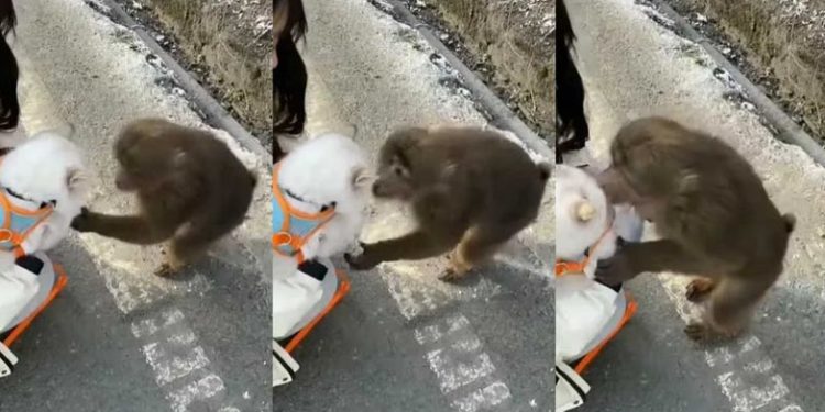 tries to kiss cat | Bignewslive