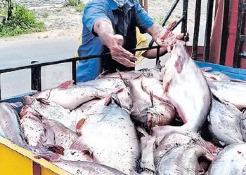 food poison | Bignews live