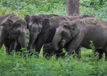 Elephant | Bignewslive