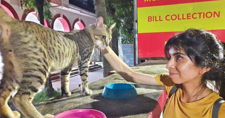 Cat Love | Bignewslive