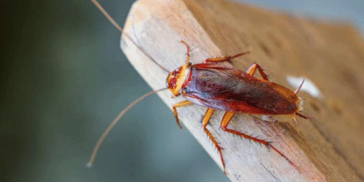 Cockroach | Bignewslive