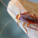 Cockroach | Bignewslive