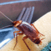 Cockroach | Bignewslive