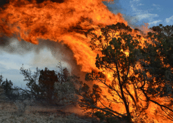 Arizona | Bignewslive