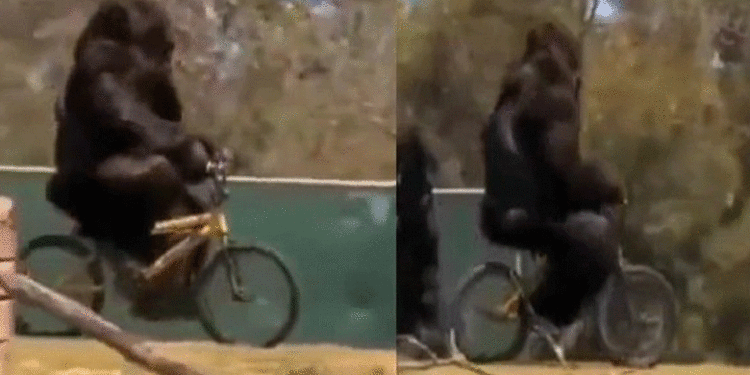 Gorilla | Bignewslive