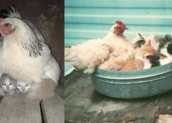 Hen and Kittens | Bignewslive