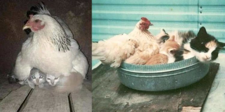 Hen and Kittens | Bignewslive