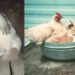 Hen and Kittens | Bignewslive