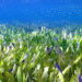 Sea grass | Bignewslive