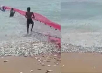 തിരയിൽ തുള്ളിക്കൊപ്പം നിറഞ്ഞ് മത്തി; പുറത്തൂർ കടപ്പുറത്ത് മത്തി ചാകര