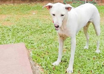 Street Dog | Bignewslive