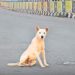 street dog | Bignewslive