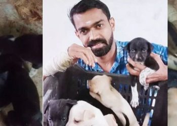 Pet Dogs | Bignewslive