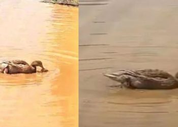 Duck bath | Bignewslive