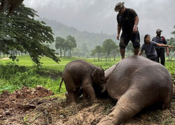 Elephant | Bignewslive