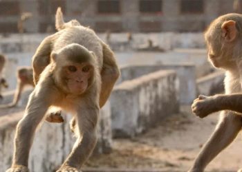 Four-month-old baby | Bignewslive