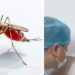 Dead Mosquito | Bignewslive