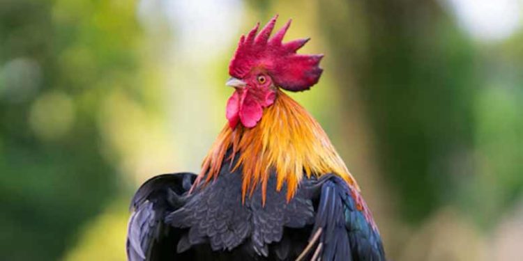 വീട്ടിലെ ആട്ടിൻകുട്ടിയെ രക്ഷിക്കുന്നതിനിടെ പൂവൻകോഴിക്ക് ദാരുണാന്ത്യം; 500ലധികം പേരെ പങ്കെടുപ്പിച്ച് മരണാന്തര ചടങ്ങ് നടത്തി ഡോക്ടറും കുടുംബവും