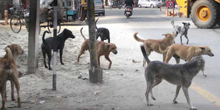 ആട്ടിറച്ചിയെന്ന പേരിൽ പട്ടിയിറച്ചി വിൽക്കുന്നെന്ന പരാതി വ്യാപകം; പട്ടിമറ്റത്ത് നിന്നും കാണാതായത് ഇരുപതോളം തെരുവുനായ്ക്കളെ