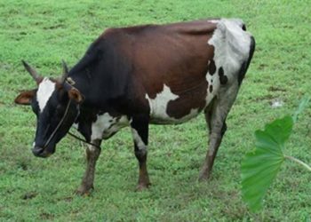 ഭാര്യയെ ചികിത്സിക്കാനായി പശുവിനെ വിറ്റ് സ്വരൂപിച്ച 53,000 രൂപ മോഷണം പോയതായി പരാതി