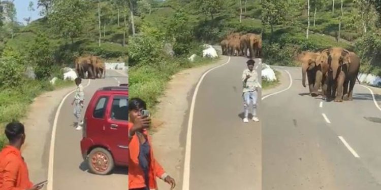 കാട്ടാനക്കൂട്ടത്തിന് മുന്നിൽ സെൽഫിക്ക് പോസ് ചെയ്ത് യുവാക്കൾ; അപകടമൊഴിവായത് തലനാരിഴയ്ക്ക്