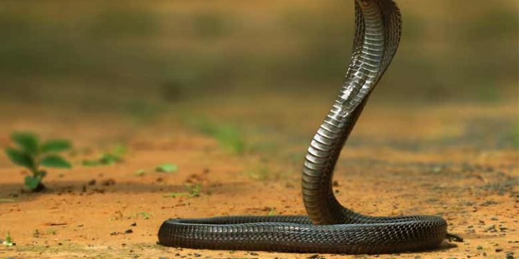 പാമ്പ് കടിയേറ്റ് മരിച്ച സഹോദരന്റെ സംസ്‌കാര ചടങ്ങിനിടെ സഹോദരനും പാമ്പ് കടിയേറ്റു; ദാരുണമരണം