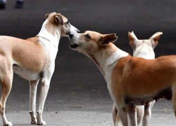 പാൽ വാങ്ങാനായി ഇറങ്ങിയ പെൺകുട്ടിക്ക് നേരെ തെരുവുനായയുടെ ആക്രമണം; ഗുരുതരമായി പരിക്കേറ്റ് ആശുപത്രിയിൽ