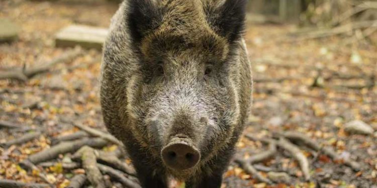 കാട്ടുപന്നിയുടെ ആക്രമണം; സ്‌കൂട്ടറില്‍ സഞ്ചരിച്ച അഭിഭാഷകയ്ക്കും മകള്‍ക്കും സാരമായി പരിക്കേറ്റു