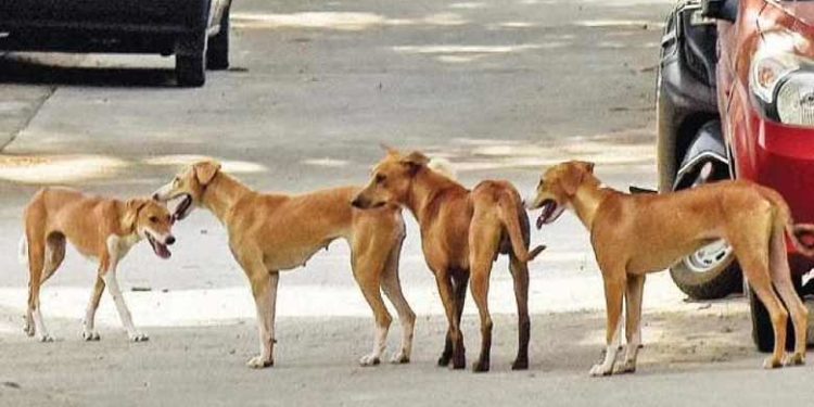 ചാലക്കുടി താലൂക്ക് ആശുപത്രിക്ക് സമീപം തെരുവ് നായ്ക്കളെ കൂട്ടത്തോടെ ചത്ത നിലയില് കണ്ടെത്തി; സമീപത്ത് കേക്കിന്റെ അവശിഷ്ടങ്ങള്