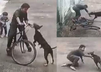 സൈക്കളില്‍ പോകുകയായിരുന്ന ഏഴാംക്ലാസുകാരന്റെ മേല്‍ തെരുവുനായ ചാടിവീണ് കൈയില്‍ കടിച്ചുതൂങ്ങി; ഞെട്ടിക്കുന്ന ദൃശ്യങ്ങൾ പുറത്ത്