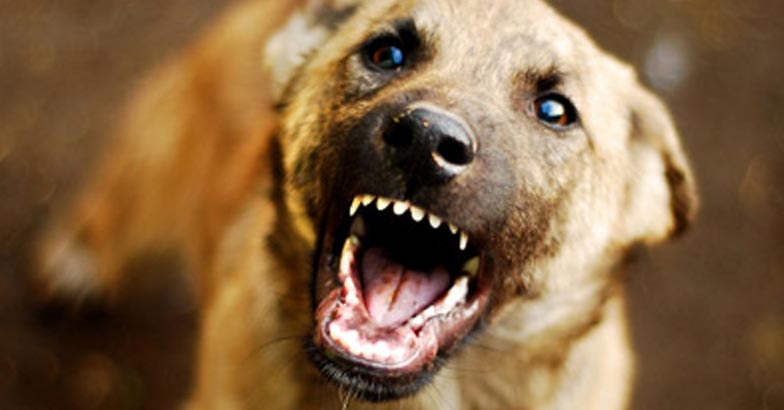 Street Dog bite | Bignewslive