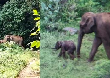 കൂട്ടം തെറ്റിയെത്തിയ ആനക്കുട്ടിയെ കൃത്യമായി അമ്മയുടെ അരികിലെത്തിച്ച് വനപാലകര്‍; തുമ്പിക്കൈ ഉയര്‍ത്തി സല്യൂട്ട് നല്‍കി പിടിയാന; ഹൃദ്യം ഈ വീഡിയോ