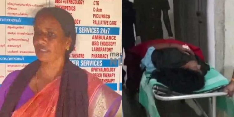 തൊഴിലുറപ്പ് ജോലിക്കിടെ മുടിക്കുത്തില്‍ പിടിമുറുക്കി പുലി; ഭയന്ന് തളര്‍ന്ന് വീണ ഷീലയ്ക്ക് അത്ഭുത രക്ഷ!