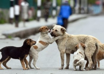 പഞ്ചായത്തില്‍ പത്തില്‍ കൂടുതല്‍ ആളുകള്‍ക്ക് തെരുവുനായ കടിയേറ്റാല്‍ ഹോട്ട് സ്‌പോട്ടായി പ്രഖ്യാപിക്കും; എബിസി പദ്ധതി നിര്‍ത്തിവെച്ചത് പ്രതിസന്ധിയായി എന്നം മന്ത്രി