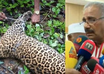 ‘ഗോപാലന്‍ പുലിയെ കൊന്നത് ആത്മരക്ഷാര്‍ത്ഥം’: കേസെടുക്കില്ലെന്ന് മന്ത്രി