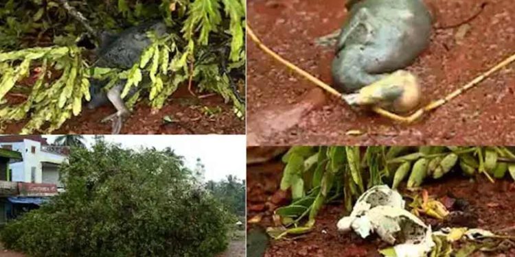 ദേശീയപാത വികസനത്തിന് മരം മുറിച്ചപ്പോൾ ചത്തത് നിരവധി പറക്കമുറ്റാത്ത പക്ഷി കുഞ്ഞുങ്ങൾ; വനം വകുപ്പ് കരാറുകാർക്കെതിരെ കേസെടുത്തു