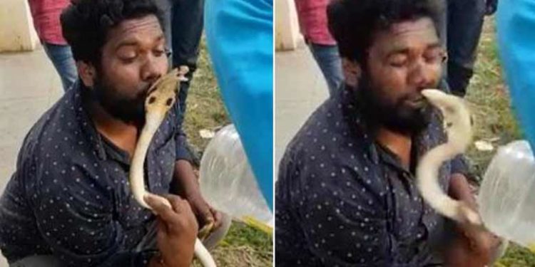 മൂര്ഖന് പാമ്പിനെ പിടികൂടിയ ശേഷം അനാവശ്യ അഭ്യാസം; ചുംബിക്കുന്നതിനിടെ യുവാവിന്റെ ചുണ്ടില് കടിയേറ്റു