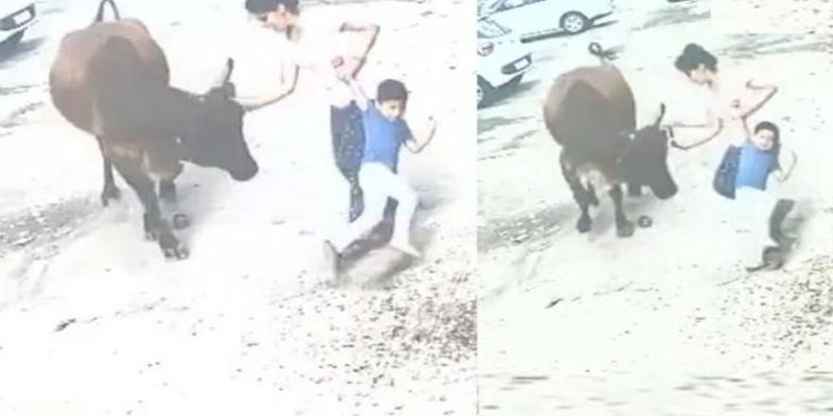 മകന് നേരെ പാഞ്ഞടുത്ത് പശു: കൊമ്പില് പിടിച്ച് ഒറ്റയ്ക്ക് കീഴ്പ്പെടുത്തി അമ്മ