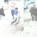 മകന് നേരെ പാഞ്ഞടുത്ത് പശു: കൊമ്പില് പിടിച്ച് ഒറ്റയ്ക്ക് കീഴ്പ്പെടുത്തി അമ്മ